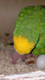 Pappagallo amazzone fronte gialla