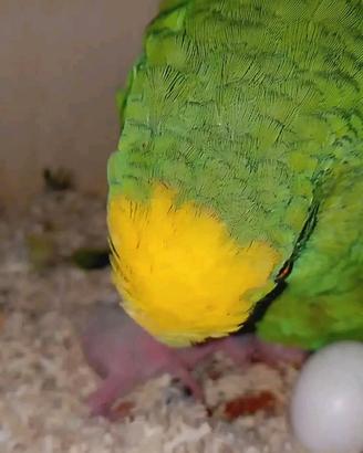 Pappagallo amazzone fronte gialla