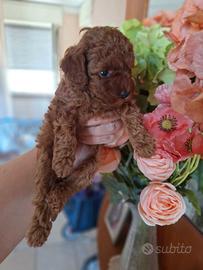 Cuccioli barboncini toy