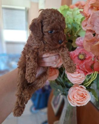 Cuccioli barboncini toy