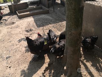 Feconde di Marans, araucana e moroseta