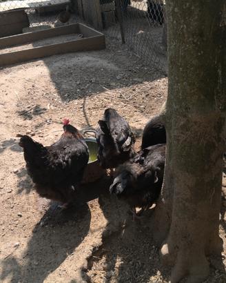Feconde di Marans, araucana e moroseta