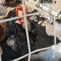 Gallina Brama