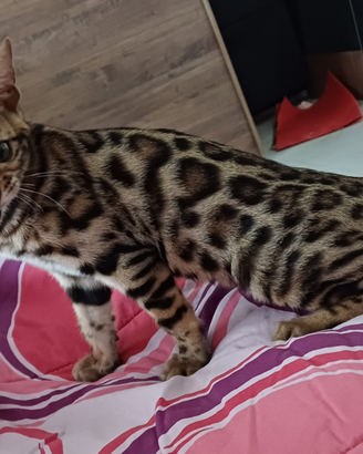 Ultima Cucciola di gatto bengala femmina cuccioli