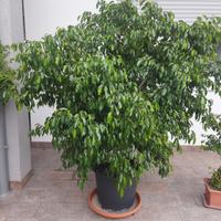 ficus benjamin