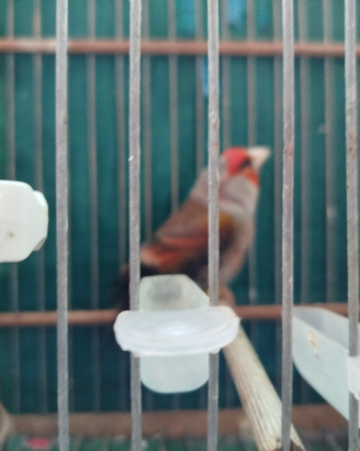 Ibrido