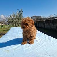Barboncino toy