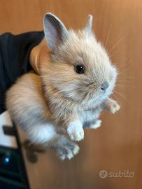 Coniglietti testa di leone