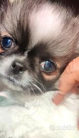 Chihuahua pelo lungo foltissimo