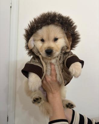 Cuccioli di Golden