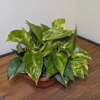 epipremnum aureum (photos) 