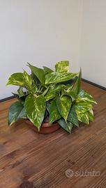 epipremnum aureum (photos) 