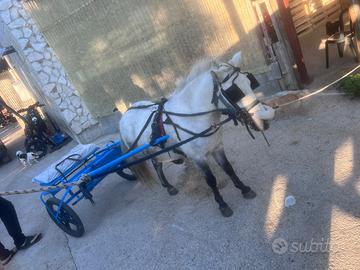Pony maschio