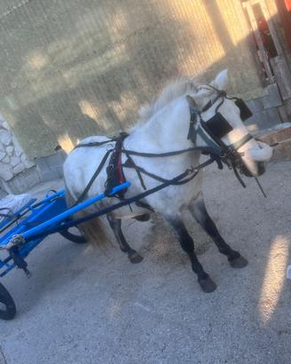Pony maschio
