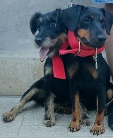Jagd terrier