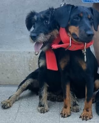 Jagd terrier