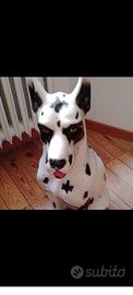 cane alano gigante arlecchino 