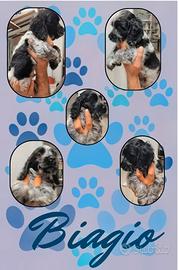 Cuccioli cocker spaniel inglese Blu roano