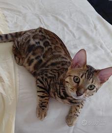 gatto Bengala 