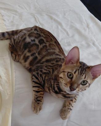 gatto Bengala 