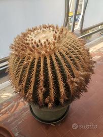 Echinocactus Grusonii