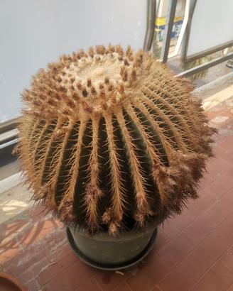 Echinocactus Grusonii