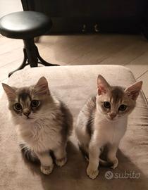 2 gattini pelo semilungo e corto di 3 mesi