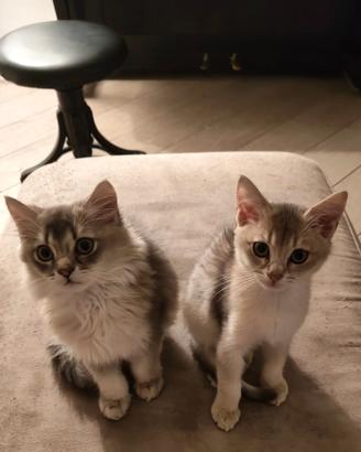 2 gattini pelo semilungo e corto di 3 mesi