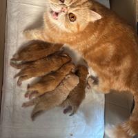 Gatti Persiani e Exotic