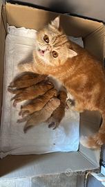 Gatti Persiani e Exotic