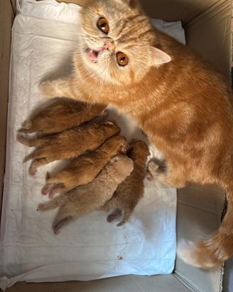 Gatti Persiani e Exotic