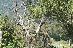 Rustico / Casale di 100 m² con 4 locali a Sestri L