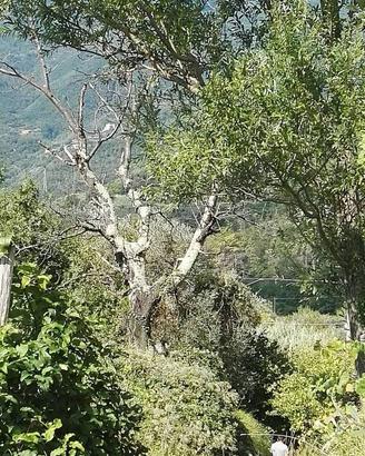 Rustico / Casale di 100 m² con 4 locali a Sestri L