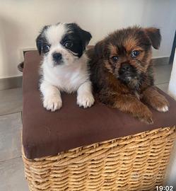 Disponibile Cucciolo simil Shitzu