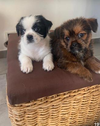 Disponibile Cucciolo simil Shitzu