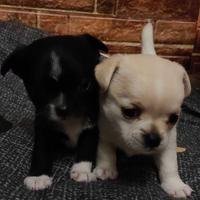 Chihuahua mini