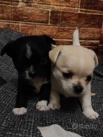 Chihuahua mini