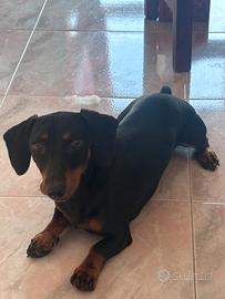 Bassotto disponibile per monta