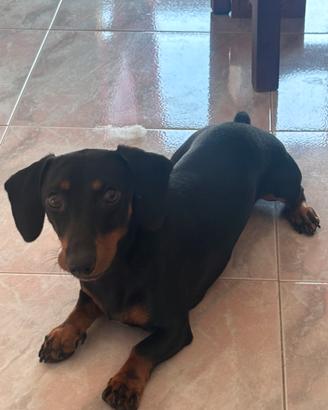 Bassotto disponibile per monta
