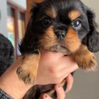 Cavalier king