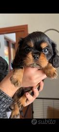 Cavalier king