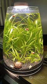 acquario naturale con Vallisneria con lumache 