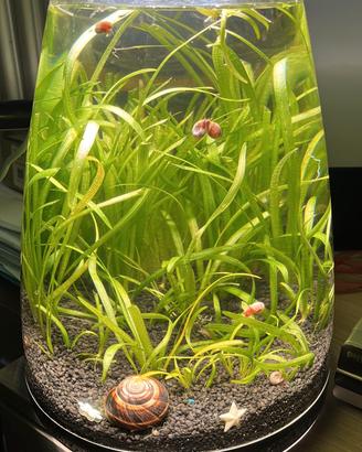 acquario naturale con Vallisneria con lumache 