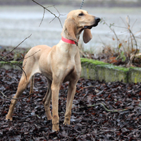 Segugio italiano da caccia