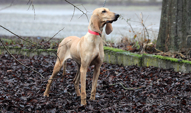 Segugio italiano da caccia