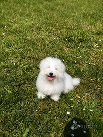 Maltese