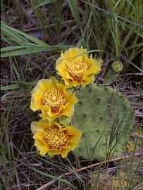 Opuntia rustica  (Opuntia humifusa)