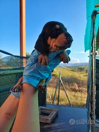 cuccioli segugio con pedigree 
