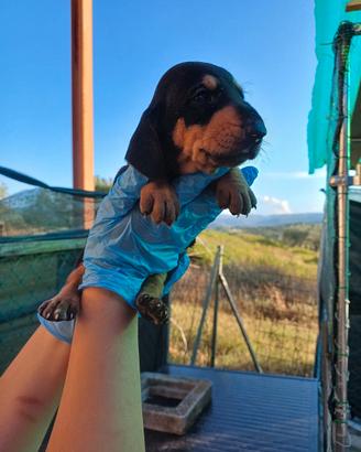 cuccioli segugio con pedigree 