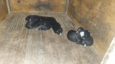 Cagnolini dolcissimi